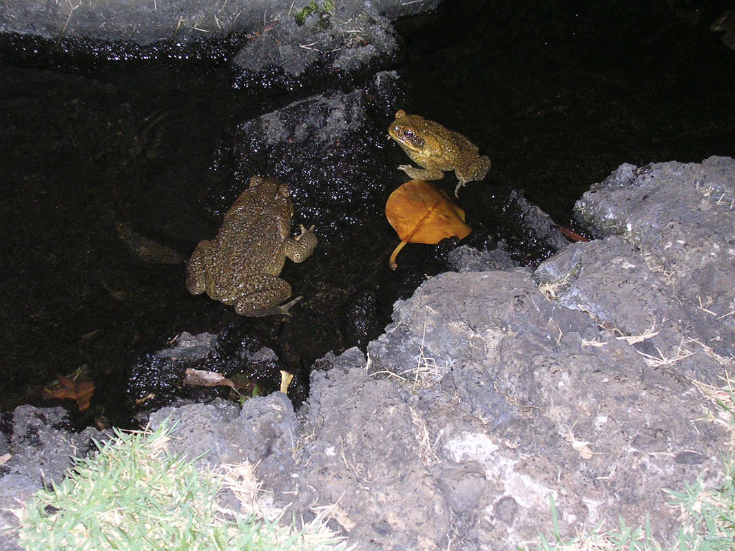 2004 Maui 088