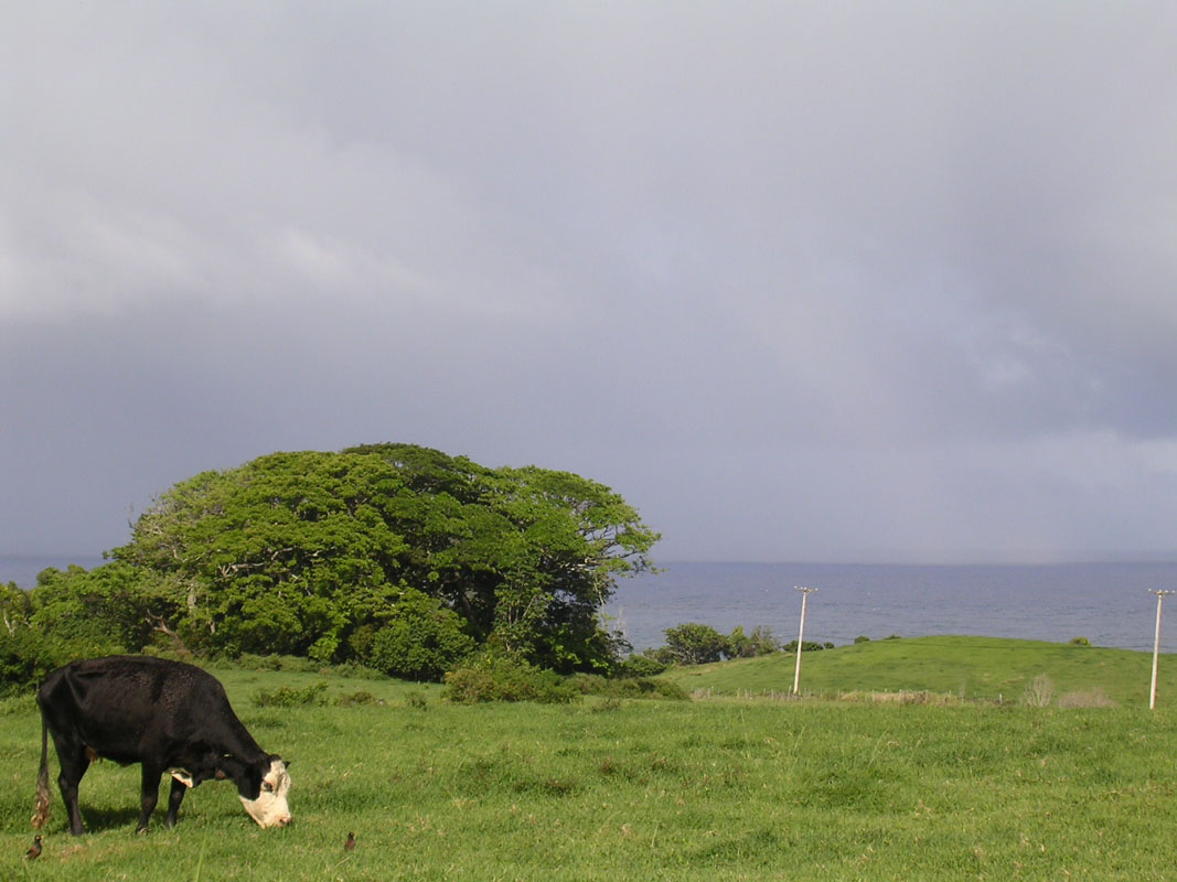 2004 Maui 187