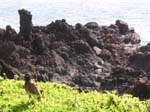 2004 Maui 041