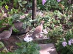 2004 Maui 043