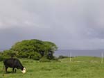 2004 Maui 187