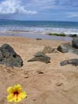 2004 Maui 270